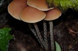 Hypholoma dispersum image