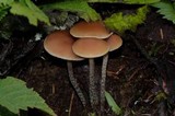 Hypholoma dispersum image