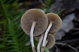 Hypholoma dispersum image