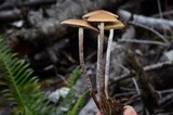 Hypholoma dispersum image