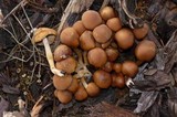 Psathyrella piluliformis image