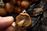Psathyrella piluliformis image