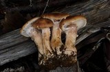 Armillaria sinapina image