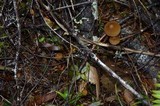 Psilocybe pelliculosa image