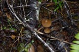 Psilocybe pelliculosa image