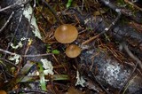 Psilocybe pelliculosa image