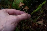 Psilocybe pelliculosa image
