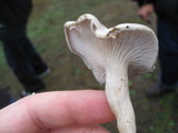 Clitopilus prunulus image