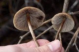 Hypholoma marginatum image