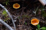 Xeromphalina fulvipes image