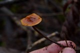 Xeromphalina fulvipes image
