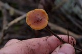 Xeromphalina fulvipes image