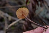 Xeromphalina fulvipes image
