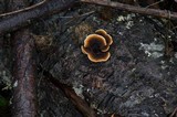 Gloeophyllum sepiarium image