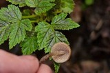 Psilocybe pelliculosa image