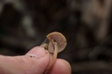 Psilocybe pelliculosa image
