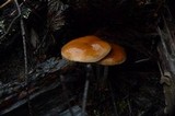 Hypholoma marginatum image