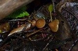 Psilocybe pelliculosa image
