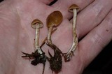 Psilocybe pelliculosa image