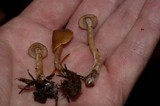 Psilocybe pelliculosa image