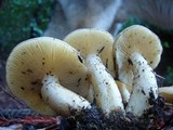 Lyophyllum decastes image