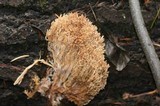 Ramaria stricta image