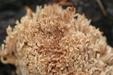 Ramaria stricta image