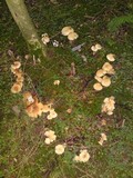 Rhodocollybia maculata image
