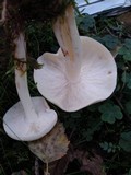 Rhodocollybia maculata image