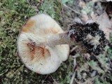 Lyophyllum fuligineum image