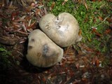 Lyophyllum fuligineum image