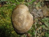 Lyophyllum fuligineum image
