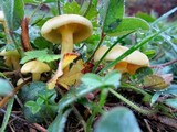 Pholiota alnicola image