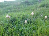Psilocybe semilanceata image
