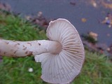 Lepiota subincarnata image