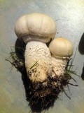 Agaricus urinascens image