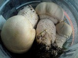 Agaricus urinascens image
