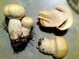 Agaricus urinascens image