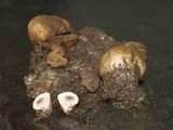 Bovista leucoderma image