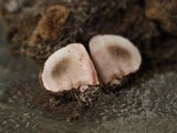 Bovista leucoderma image