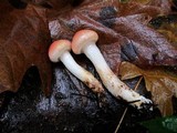 Gomphidius subroseus image