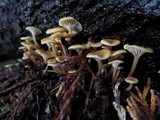 Xeromphalina brunneola image