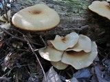 Royoporus badius image