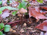 Psilocybe pelliculosa image