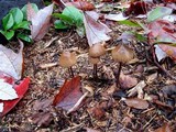 Psilocybe pelliculosa image