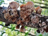 Steccherinum ochraceum image