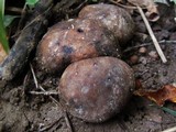 Scleroderma michiganense image