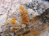 Xanthoria elegans image