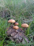 Psilocybe coprophila image
