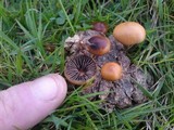 Psilocybe coprophila image
